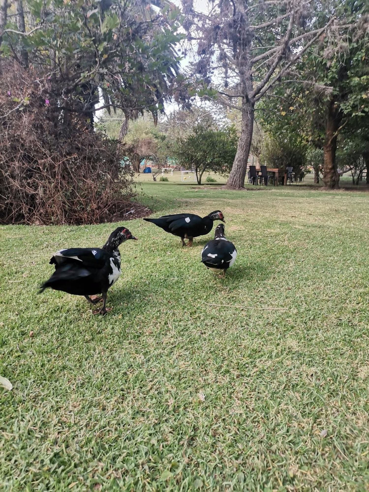 La Granja De Papa Alberto Puembo Exterior foto